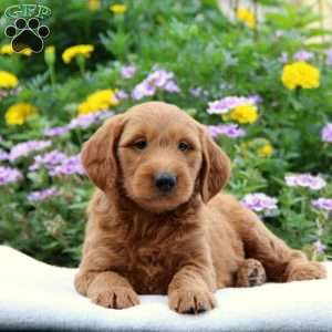 Victor F2, Mini Goldendoodle Puppy